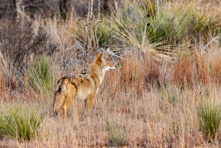 coyote (featured image)