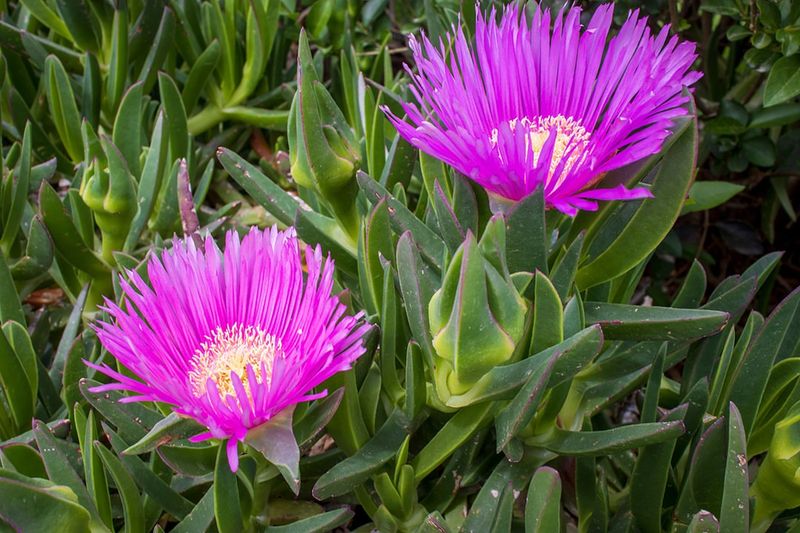 Invasive Plant Species