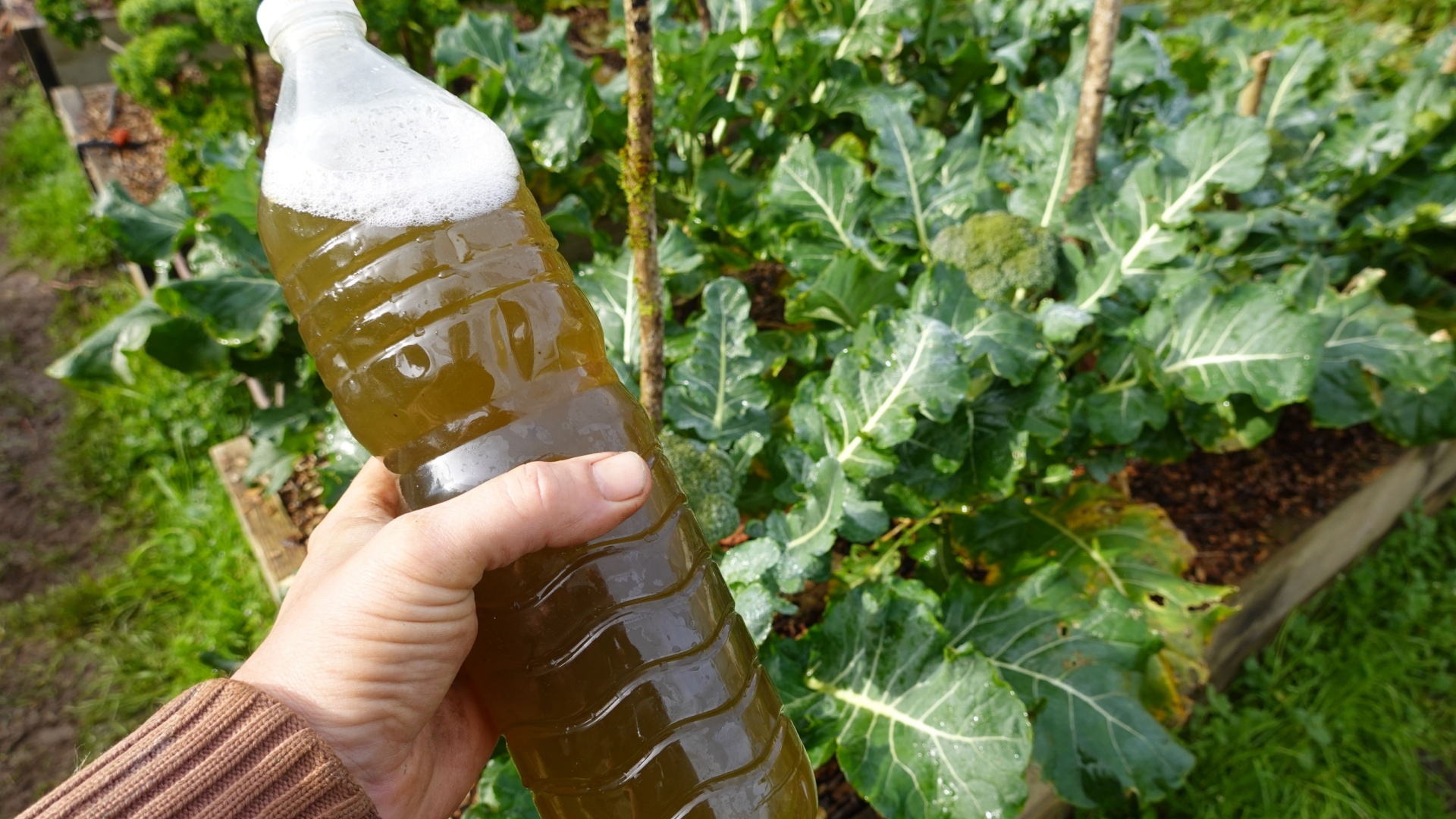 This $5 Tricks Made My Raised Beds In Florida Grow Like Crazy