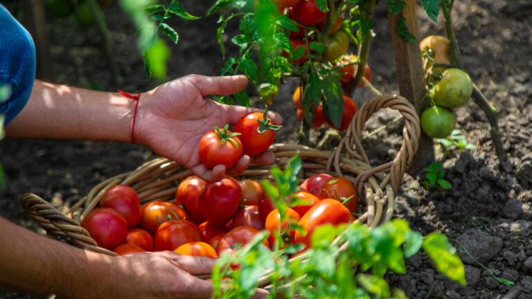 harvesting tomatoes