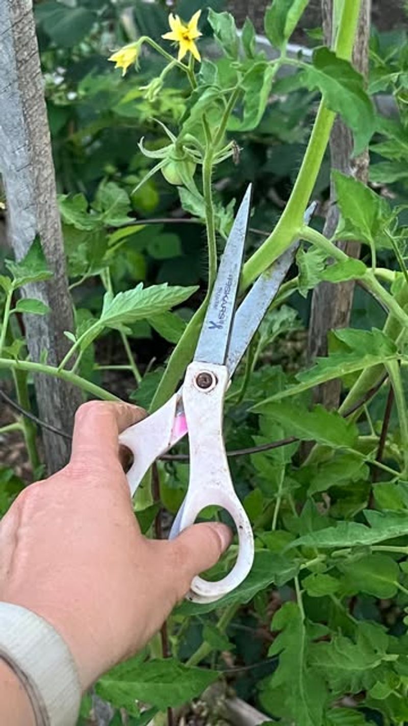 Tomato Pruning