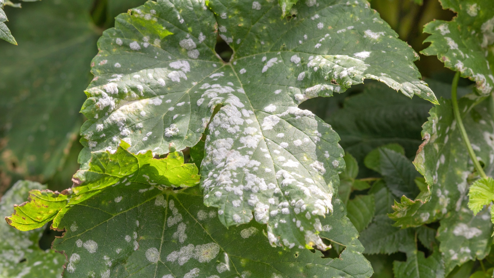 This Heatwave Could Be Causing Powdery Mildew In Your Raised Beds