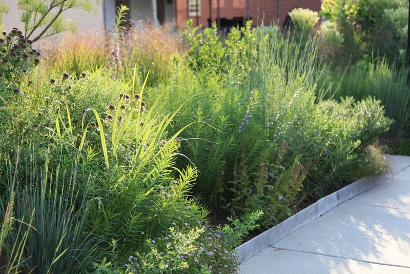 Rain Garden Boundaries Manage Water While Supporting Life