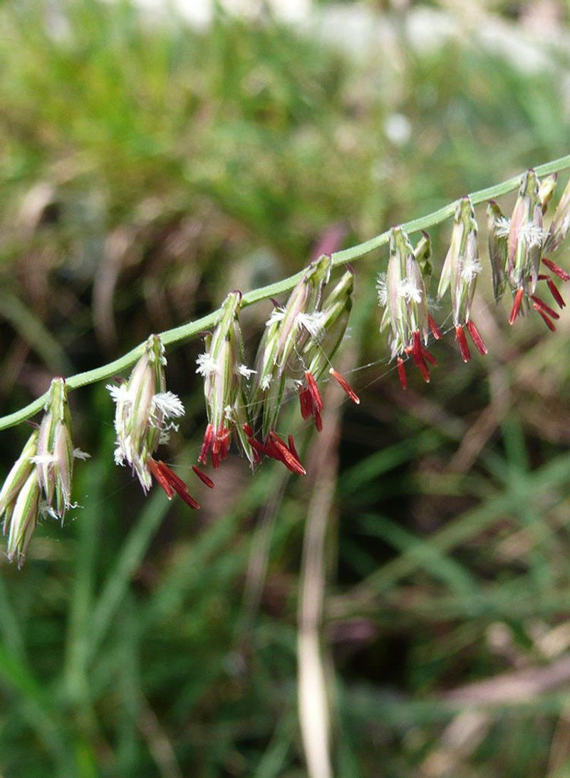 Side-Oats Grama With Distinctive Seed Heads