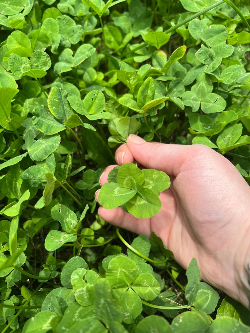 Seed Costs A Fraction Of Grass