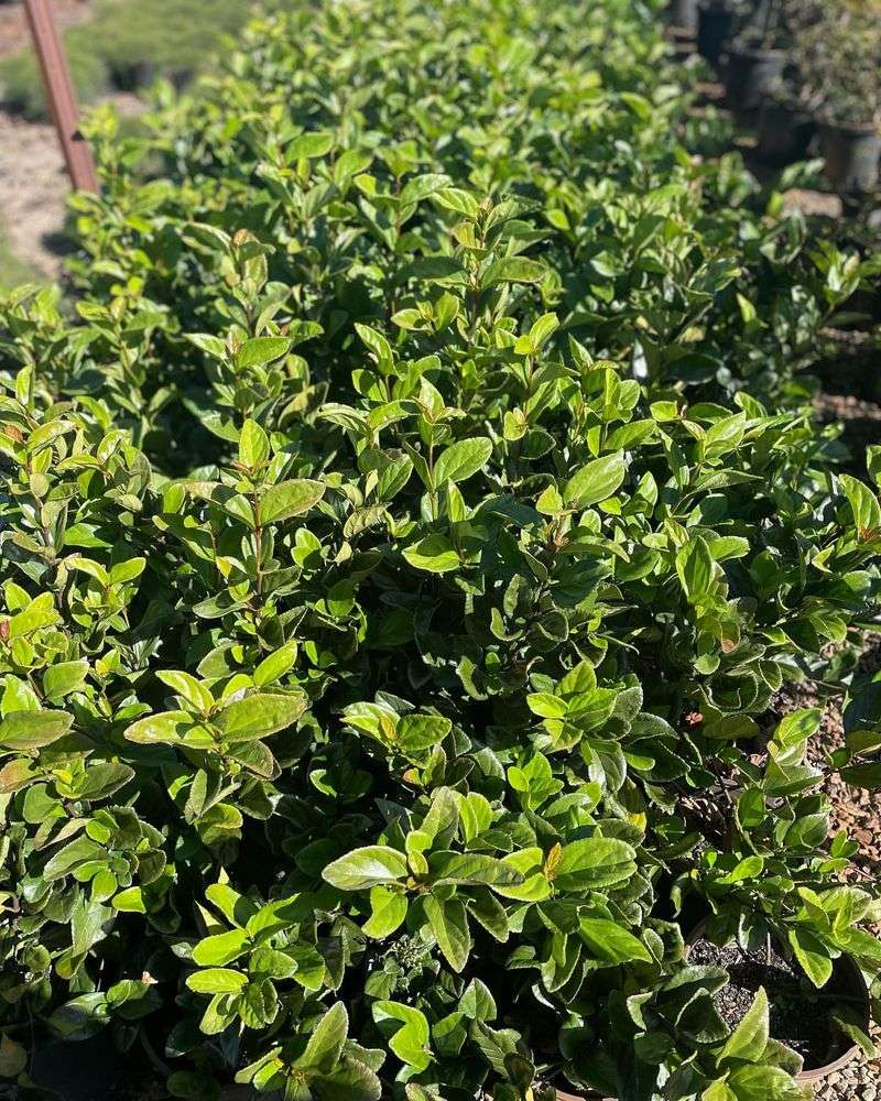 Viburnum Suspensum