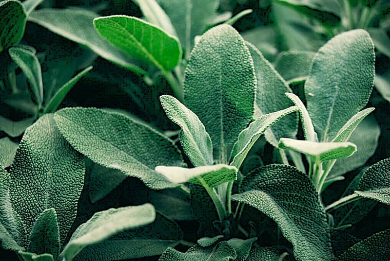 Sage