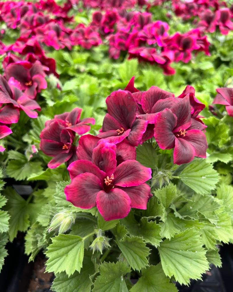 Geraniums: Colorful Tick Defenders