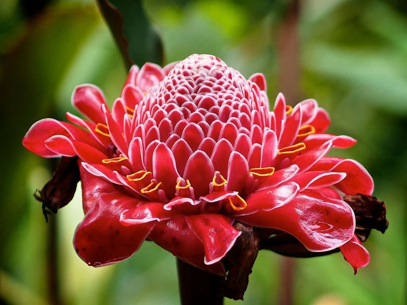 Ginger Flowers