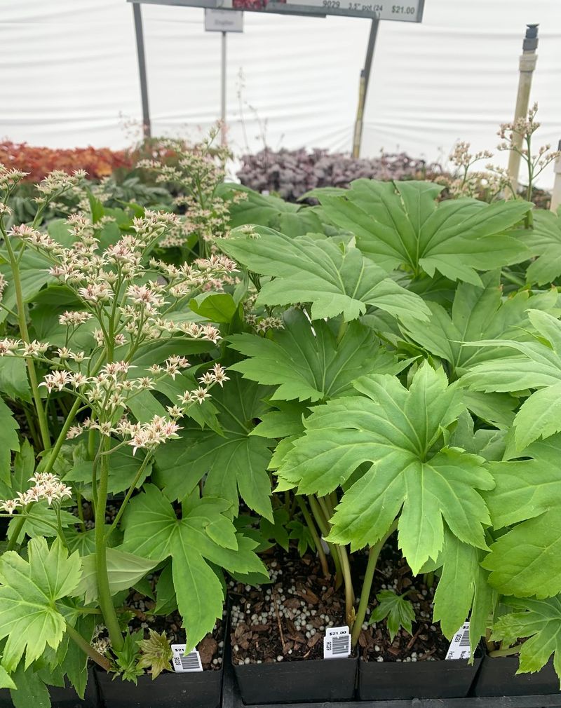 Mukdenia rossii 'Crimson Fans'
