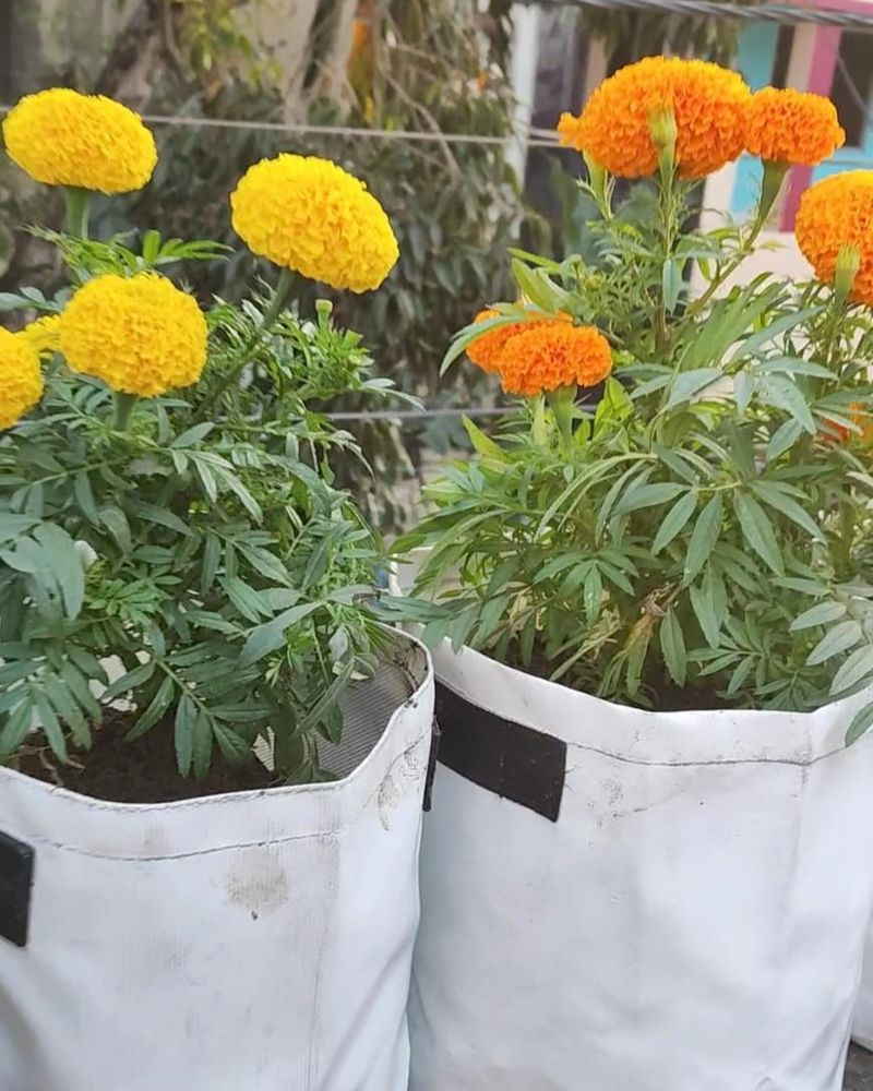 Collapsible Fabric Grow Bags