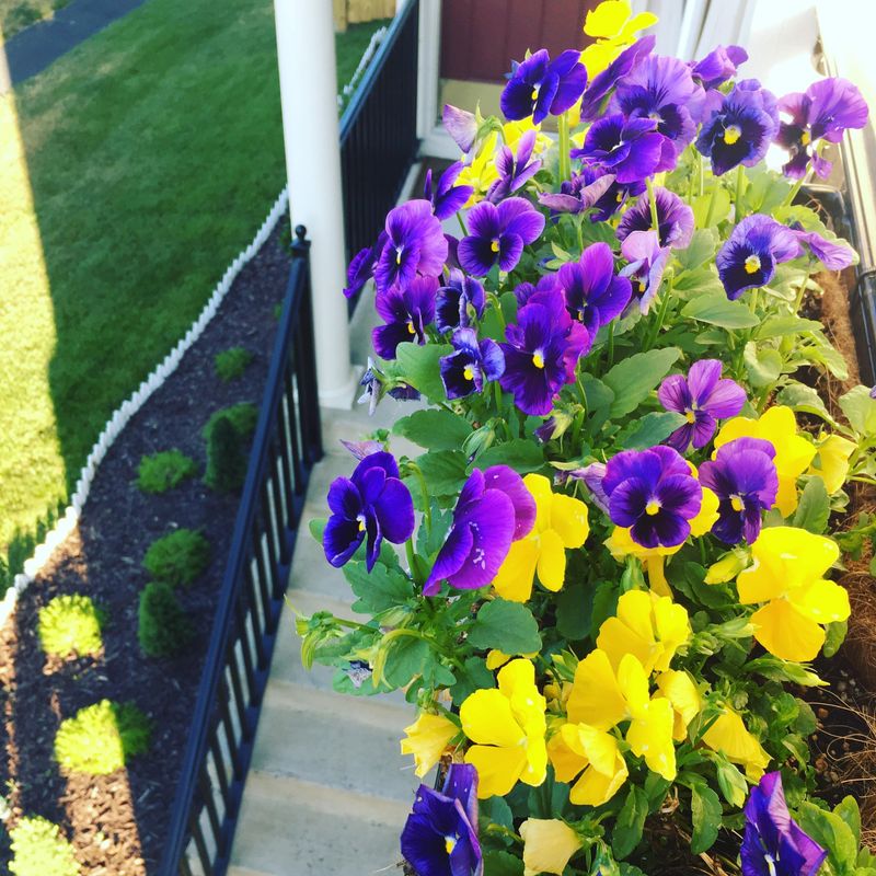 Windowbox Pathways