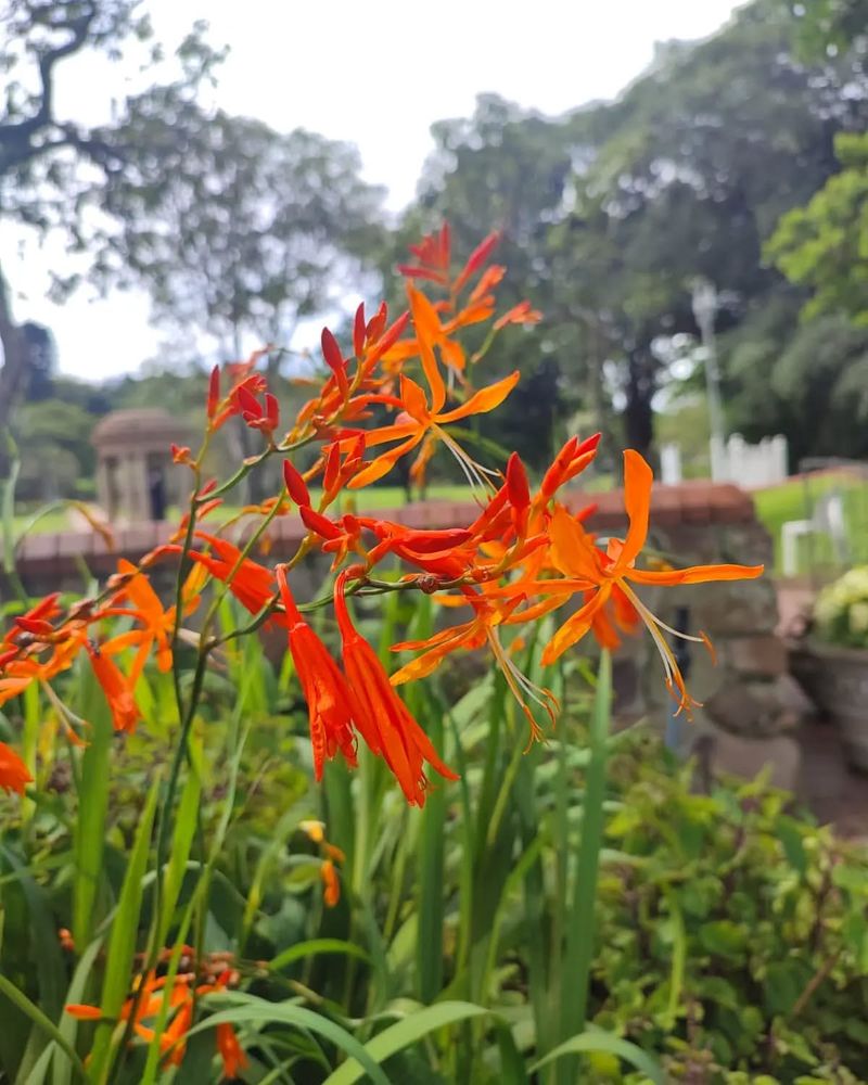 Crocosmia