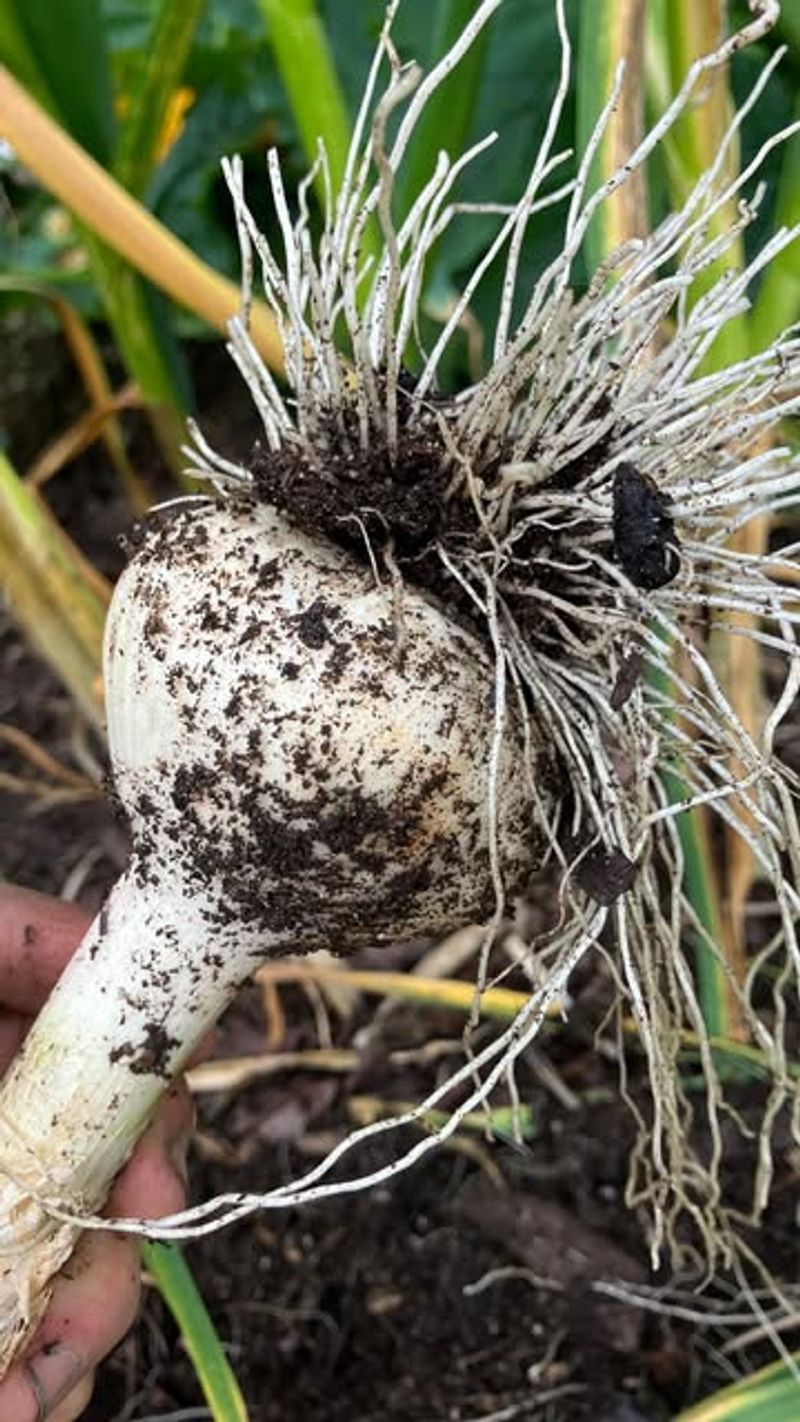 Prepare Your Soil