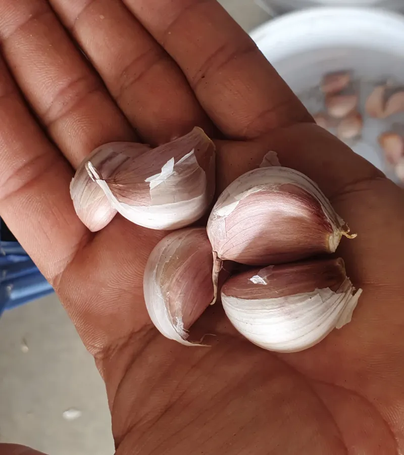 Crack Bulbs Carefully