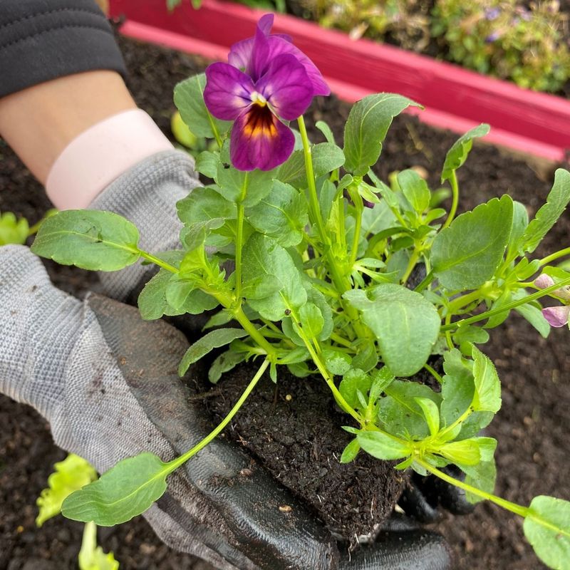 Soil Preparation Secrets