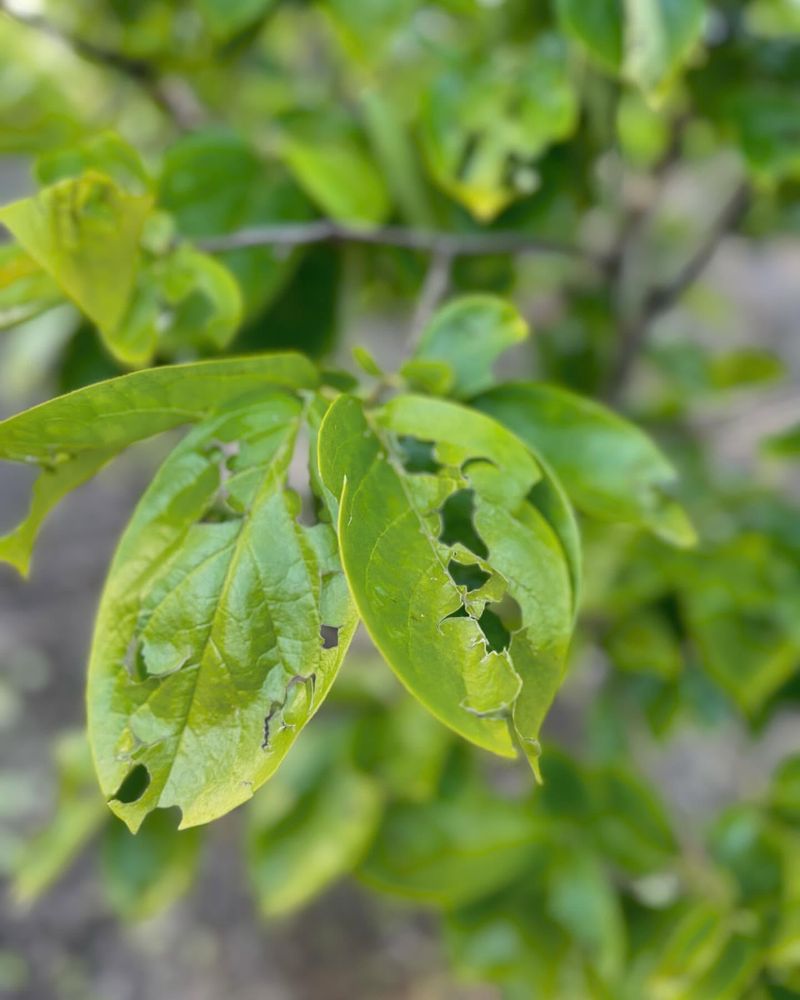 Hail Damage After Summer Storms