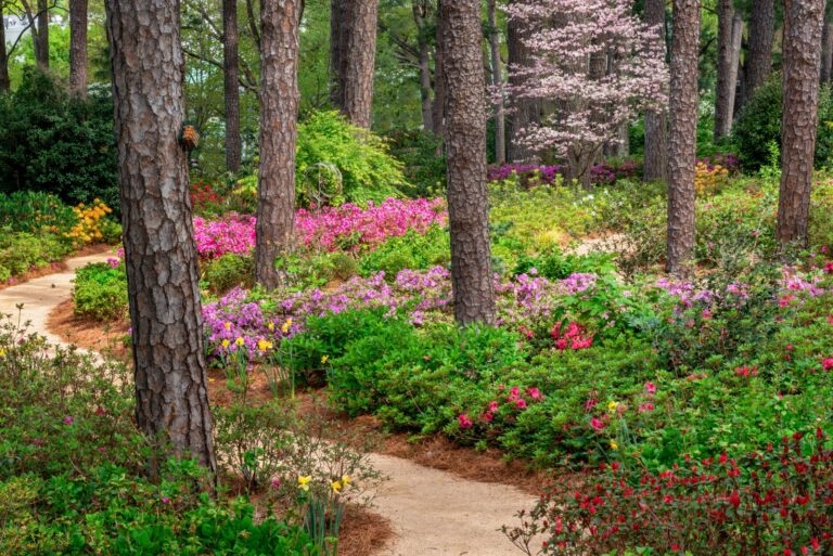 north carolina azalea garden