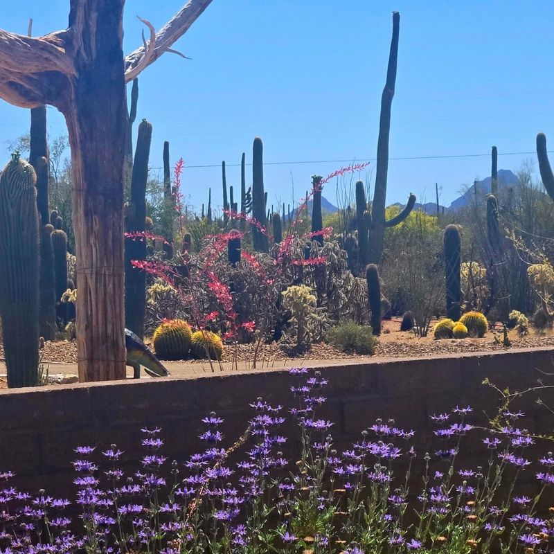 Choose Native Arizona Varieties