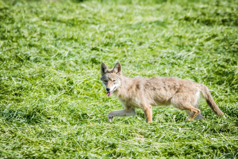 coyote (featured image)