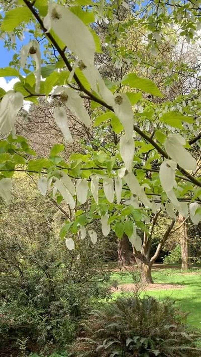 Japanese Dove Tree