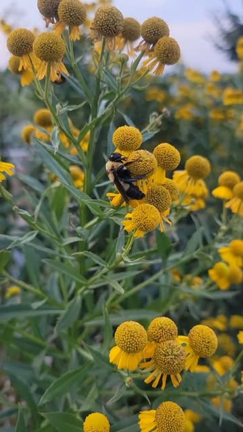 Helenium