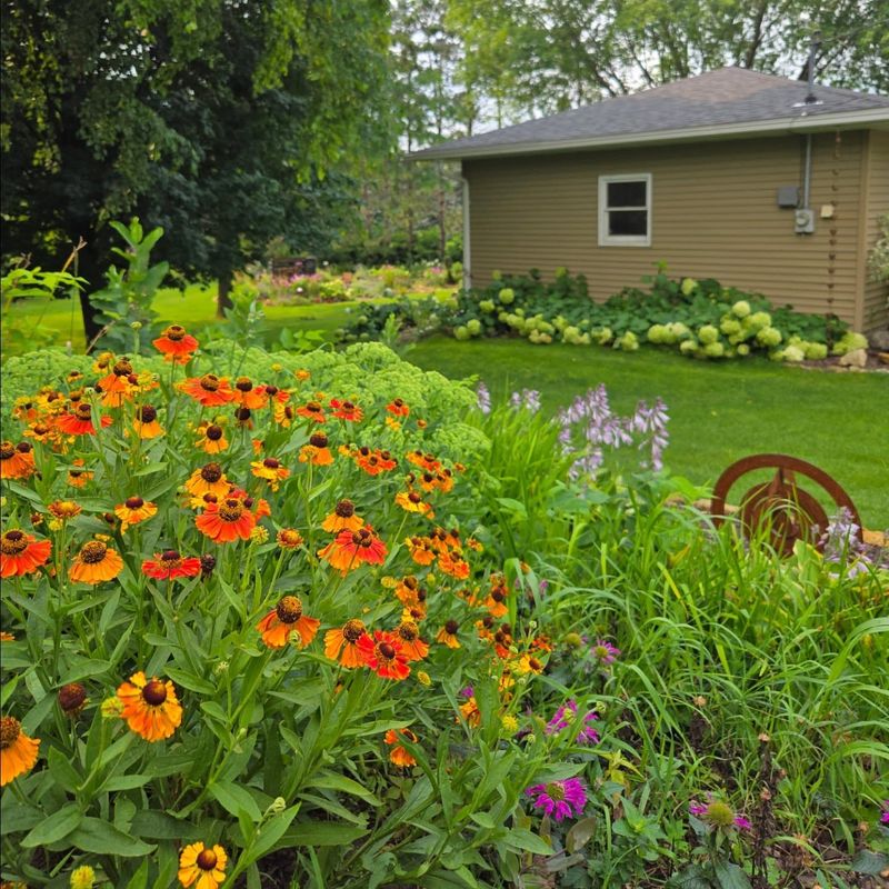 Helenium 'Mardi Gras'