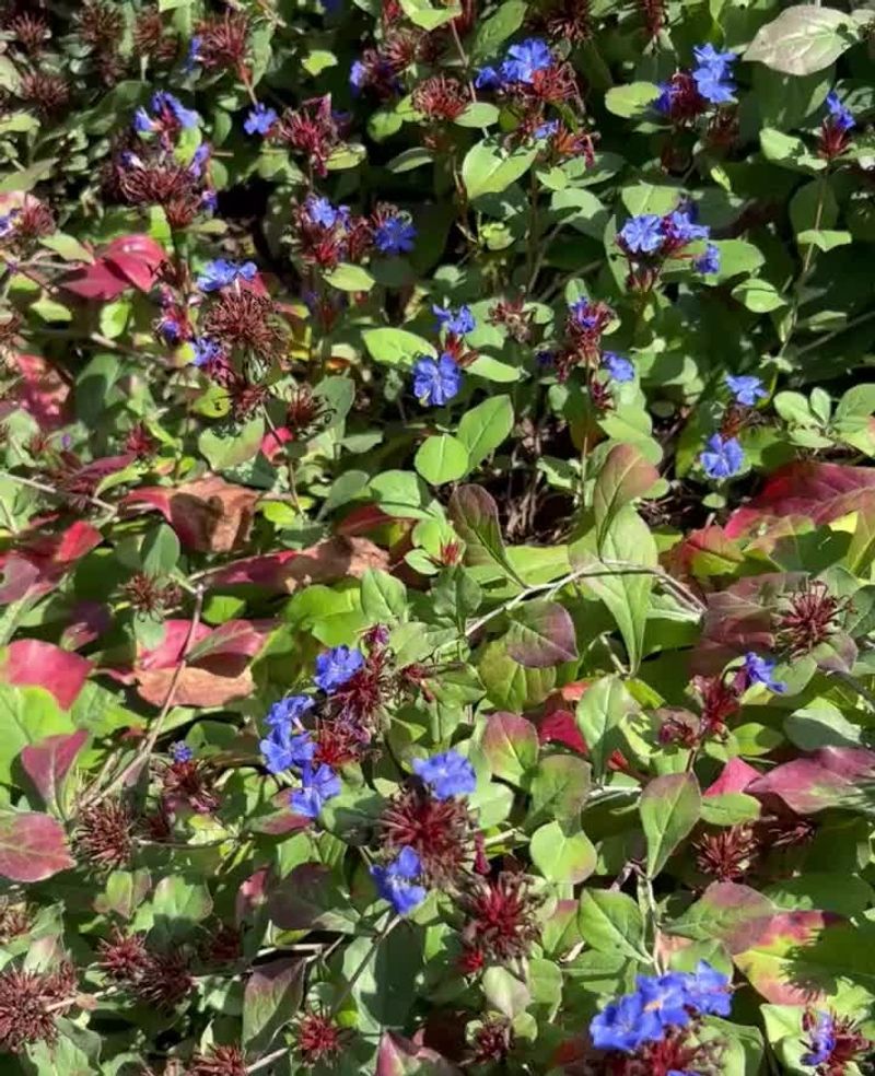 Leadwort