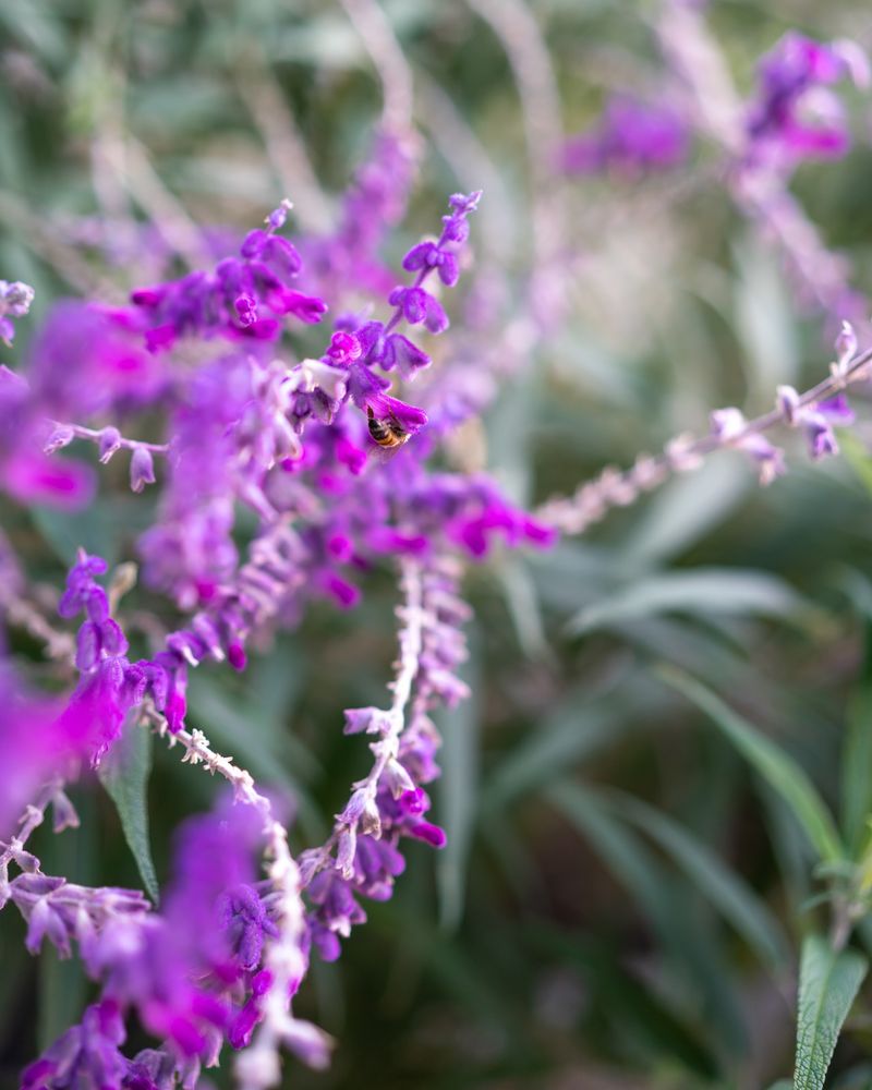 Mexican Bush Sage