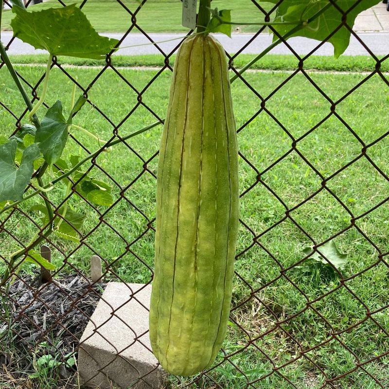 Luffa Gourds