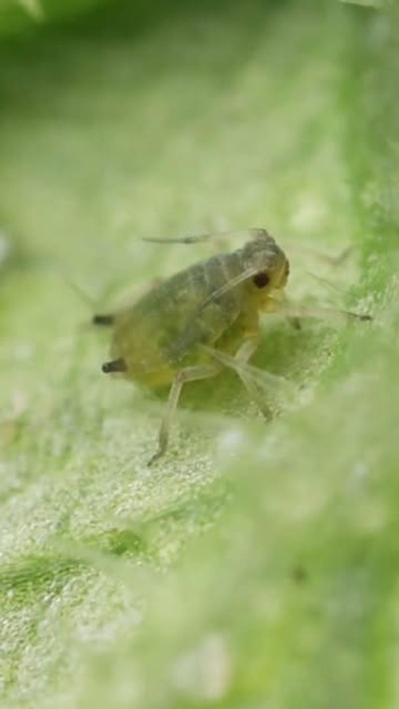 Aphids