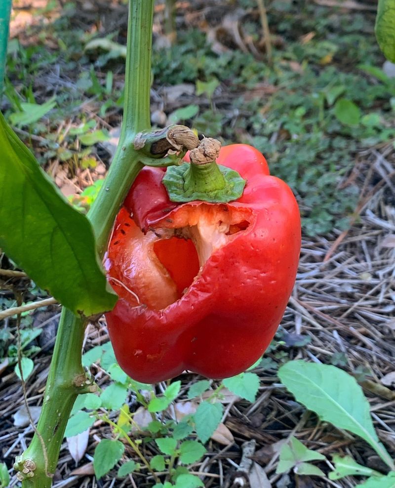Pepper Plants With Fruit Rot