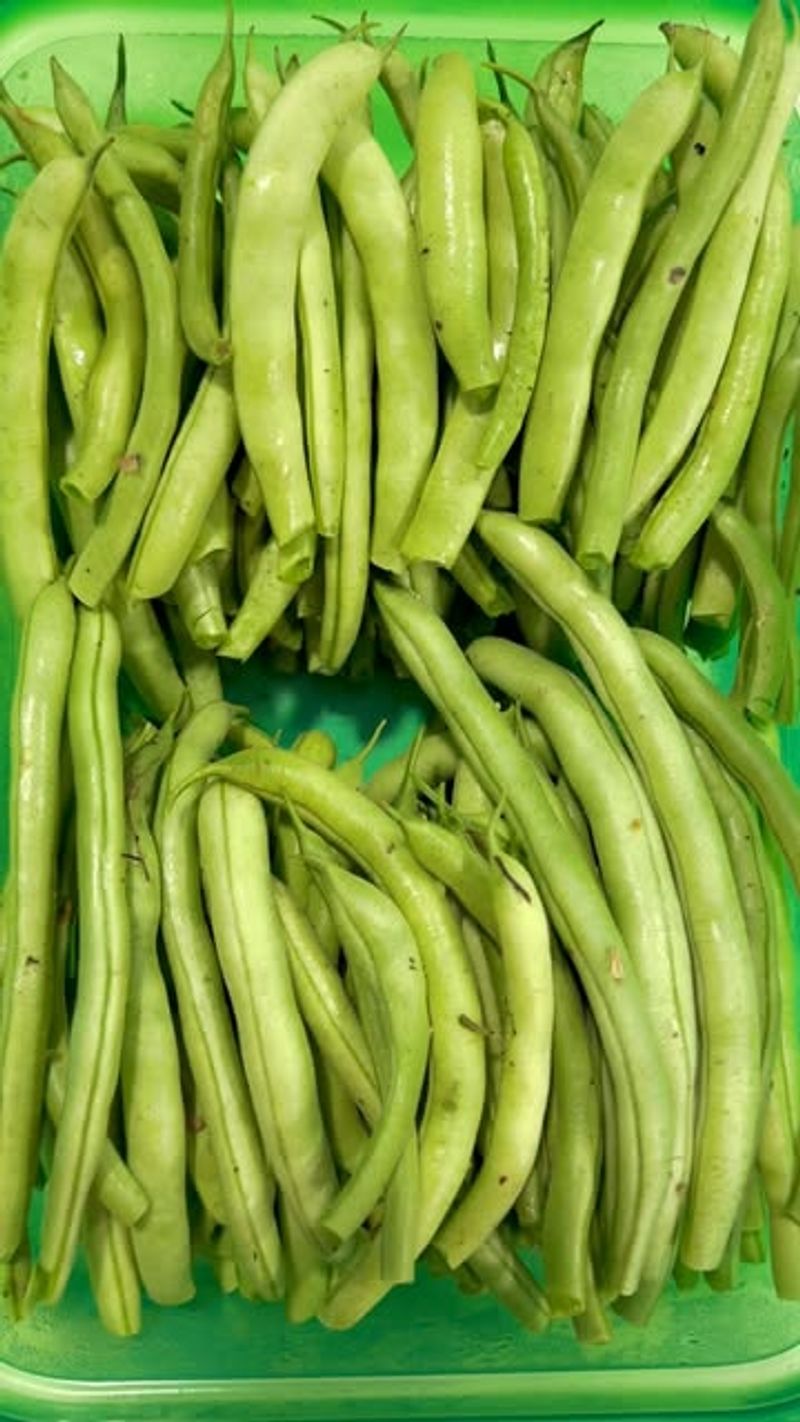 Bean Succession