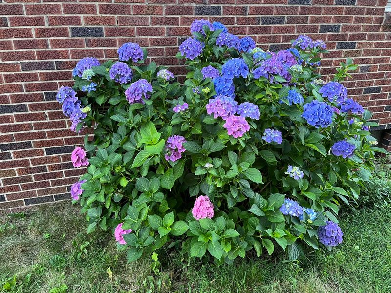 Hydrangeas