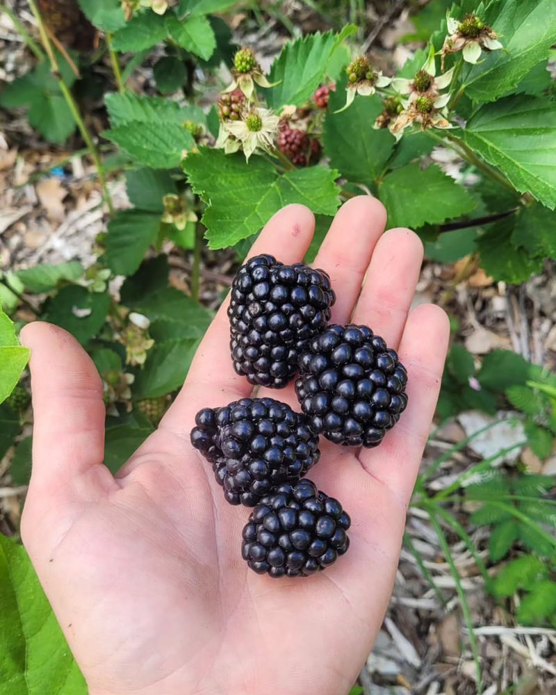 Blackberries