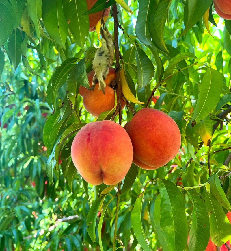 Peaches