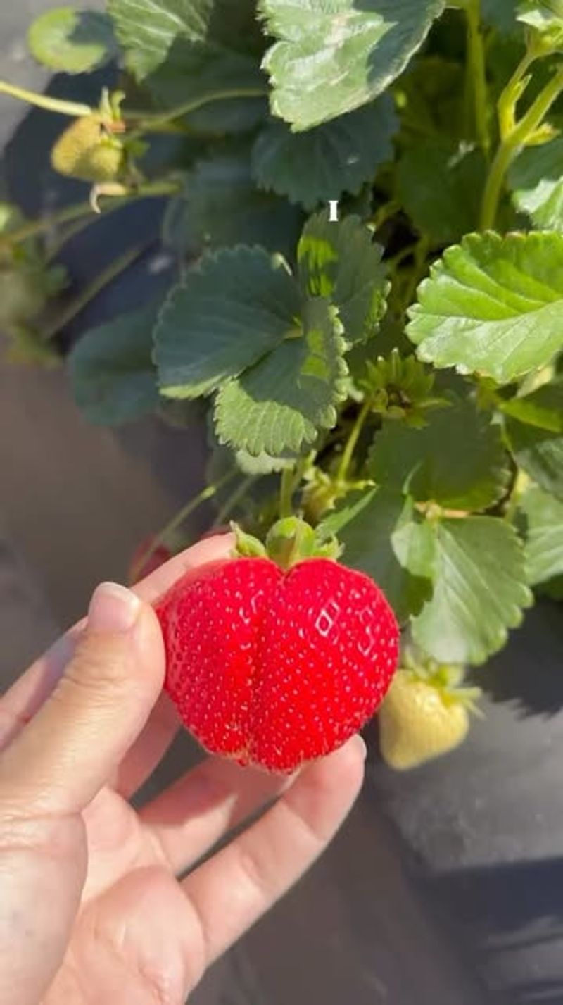 Strawberries