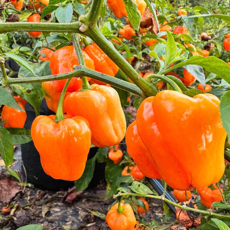 Peppers