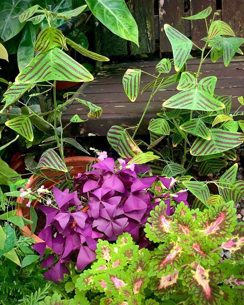 Butterfly Triangles
