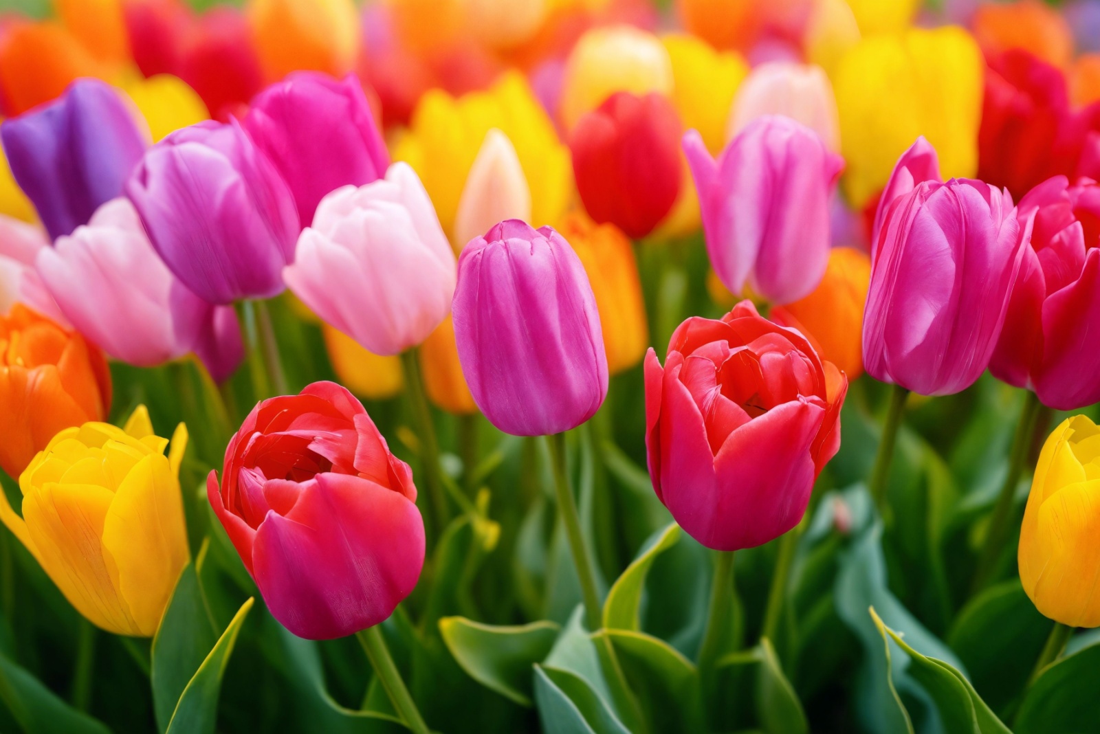 Top Bulbs To Plant This Fall For Brilliant Spring Colors In Virginia