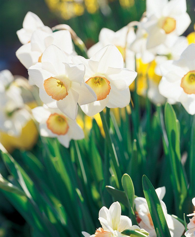 Daffodils: Virginia's Golden Spring Heralds
