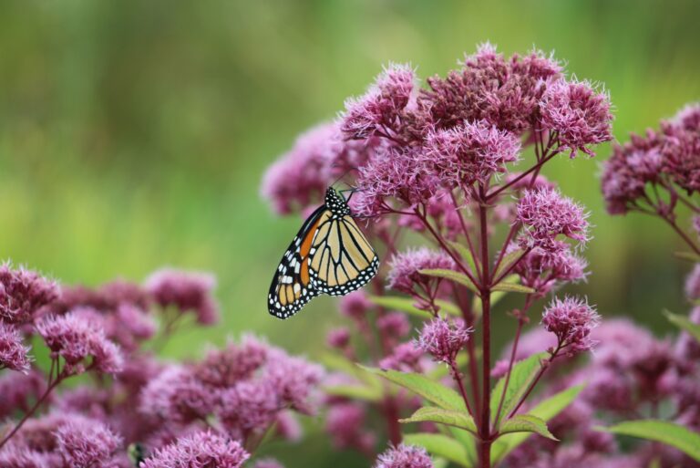 joe pye weed