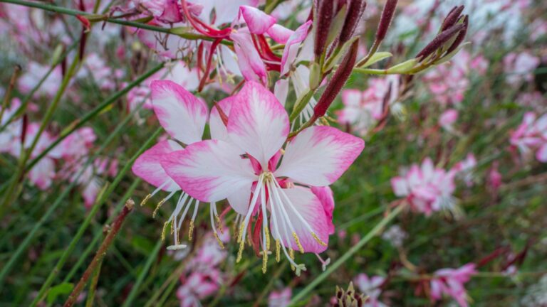 gaura flower