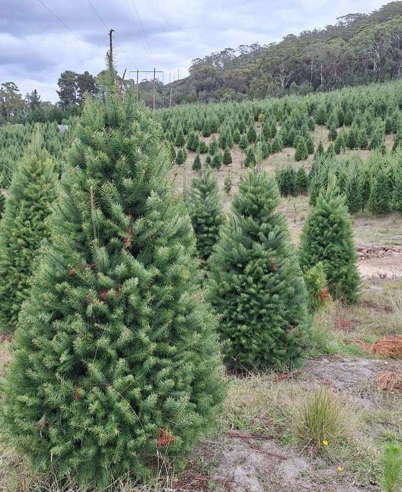 Douglas Fir (Pseudotsuga menziesii)