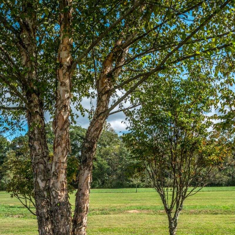 Versatile River Birch Thrives In Wet Spots