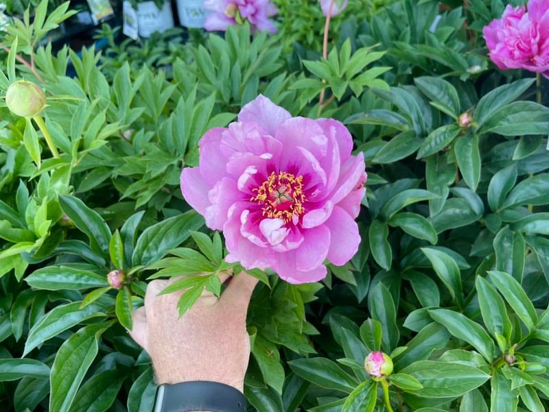 Lush Peonies