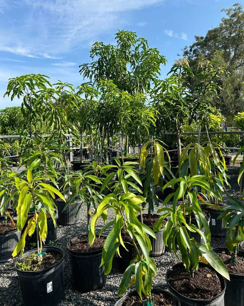 Fruit Trees That Attract Wildlife