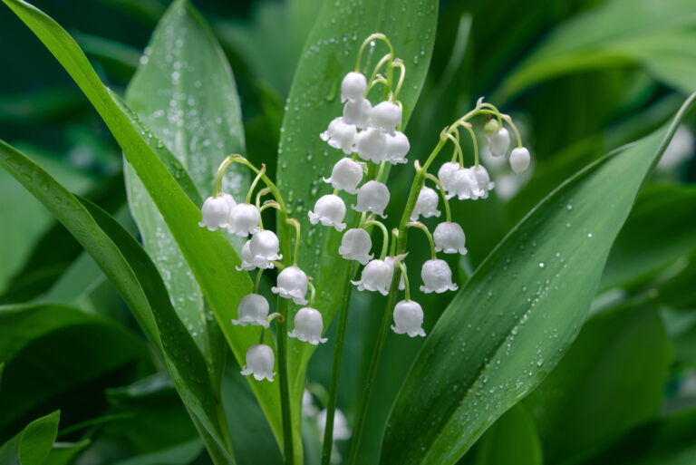 Lily of the valley (featured image)