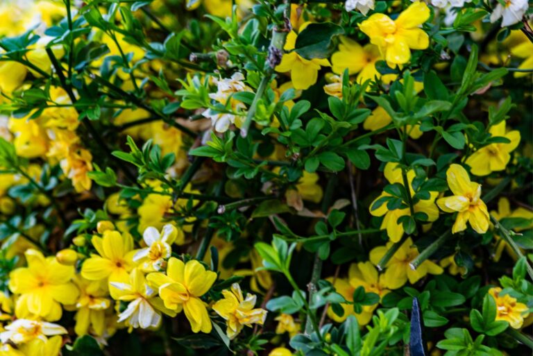 yellow jessamine