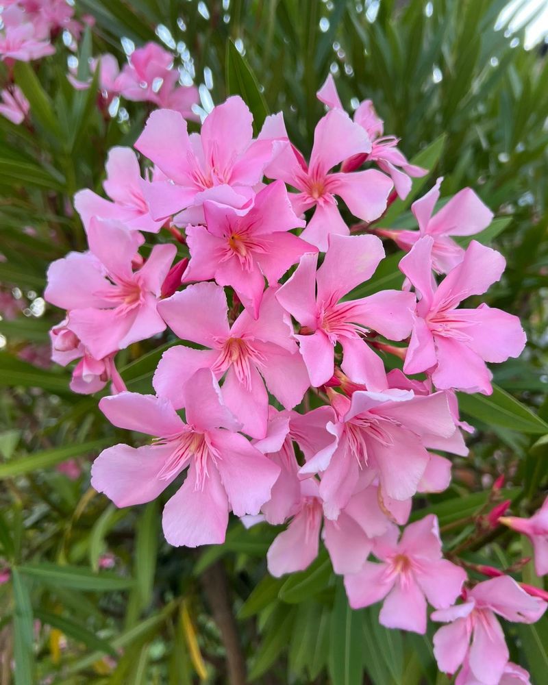 Oleander: The Deceptively Beautiful Killer